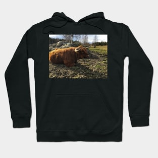 Scottish Highland Cattle Bull 2384 Hoodie